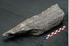 Foto (Seitenansicht) von Lepidodendron sp.  (NHMW-GEO-2024-0188-11173)